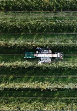  ??  ?? Récolte de pommes en Thurgovie en 2017. Un tiers des pommiers de l’Arc lémanique suit un programme