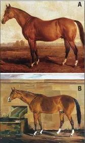  ??  ?? Two depictions of Lexington’s appearance in life: Edward Troye’s famous painting, completed in about 1860 (A) and a painting done by Thomas J. Scott (B) in 1857. A B