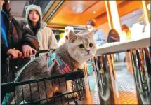  ?? PROVIDED TO CHINA DAILY ?? Consumers shop at a pet-friendly mall in Beijing on Jan 21.
