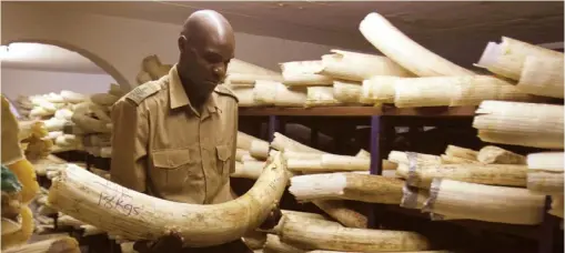  ??  ?? Zimbabwe wants to be allowed to sell its elephants, its 96 000 kilogramme­s of ivory, and its lions to help raise revenue to protect the same