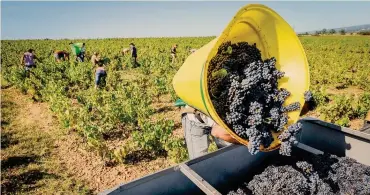  ??  ?? Troppa burocrazia. I piccoli produttori chiedono flessibili­tà e contratti snelli per assumere regolarmen­te lavoratori stagionali anche per pochi giorni