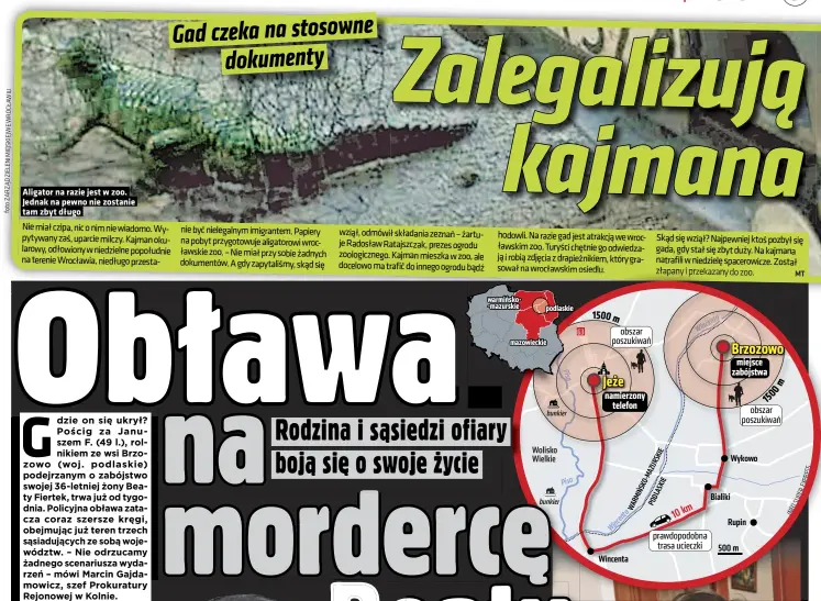  ??  ?? Aligator na razie jest w zoo. Jednak na pewno nie zostanie tam zbyt długo