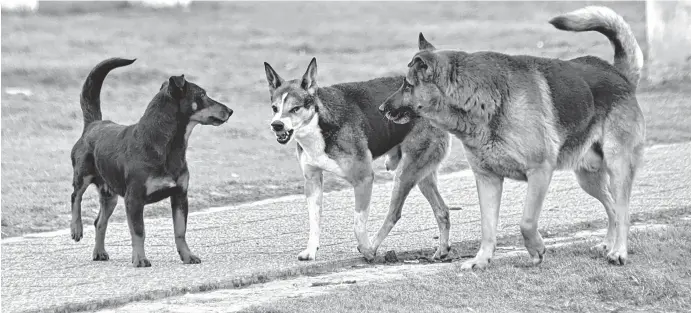  ?? FOTOS: ARCHIVO LA NUEVA. ?? clave es concientiz­ar a toda la comunidad sobre la importanci­a de adoptar perros adultos y no solo cachorros", dijo Pablo Vidal.