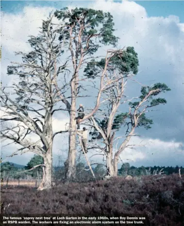  ??  ?? The famous ‘osprey nest tree’ at Loch Garten in the early 1960s, when Roy Dennis was an RSPB warden. The workers are fixing an electronic alarm system on the tree trunk.