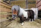  ??  ?? Miniature horse MacIntosh is a resident at Golden Gate Equestrian. It costs up to $30,000 a month to maintain the barn and its 34 horses