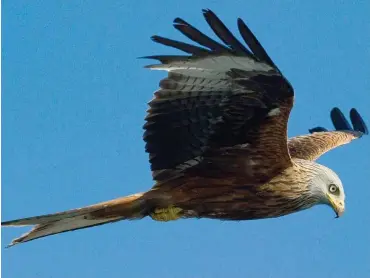  ?? Foto: dpa/Patrick Pleul ?? Natürliche­r Gegner von Windkrafta­nlagen: der Rotmilan