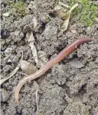  ?? PROVIDED ?? Earthworms are usually found in places with moist, loamy soil.