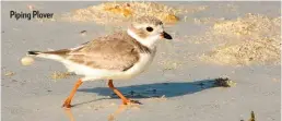  ??  ?? Piping Plover