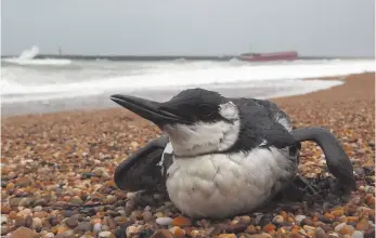  ?? AP FILE PHOTO ?? A guillemot seabird sits on the beach of Cavalier in Anglet, France. Some sea bird species are no longer raising their chicks during the season when food is most abundant, possibly due to a climate change putting species’ biological cycles out of...