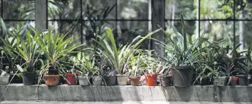  ??  ?? Partially dried Bromeliads leaves are seen in a greenhouse at the botanical garden in Caracas, Venezuela.