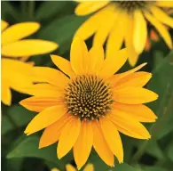  ?? (Kieft Seeds from Panamerica­n Seed via AP) ?? Echinacea Artisan Yellow Ombre, is a new multi-branched coneflower variety.