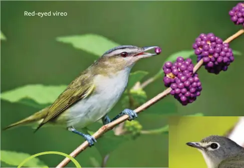  ??  ?? Red-eyed vireo