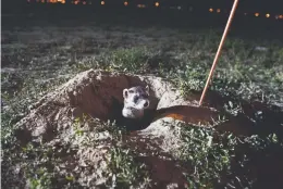  ??  ?? A blackfoote­d ferret is spotted at the Rocky Mountain Arsenal National Wildlife Refuge, which spans 23 square miles. Ferrets prey on prairie dogs.