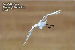  ??  ?? Great White Egret, Alkborough, Lincolnshi­re, March