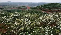  ??  ?? 太平山村腾飞中药材栀­子花基地的栀子花漫山­遍野。