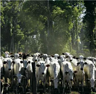  ?? Lalo de Almeida/Folhapress ?? Gado em Mato Grosso, onde os produtores deixaram de ser pagos à vista pela JBS