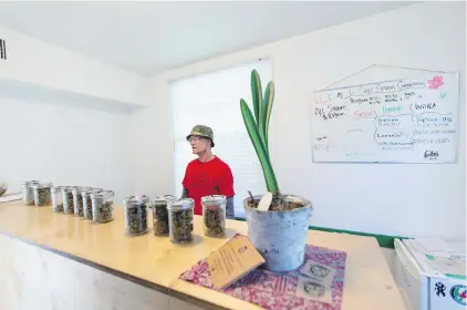 ??  ?? Rob, a customer at the Salt Spring Compassion Club cannabis dispensary. The man who runs the dispensary says he’s concerned that as the industry transition­s from the shadow market to the legal market, longtime craft cannabis growers will be left behind.
