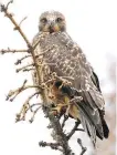  ?? DARREN MAKOWICHUK ?? A family of Swainson’s hawks have taken to dive bombing passersby in southeast Calgary.