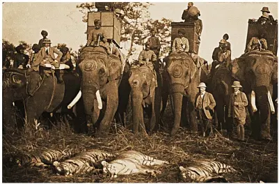  ??  ?? Elephant entourage: The hunting party pose for the camera in front of a row of more dead tigers