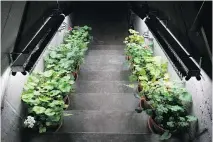  ??  ?? Plants and plant lights frame the stairs to the basement.