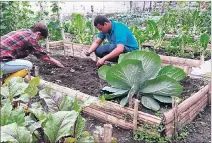  ?? YESSENIA GUEVARA / EXPRESO ?? Tierra. Los comuneros siembran en sus huertos las plantas para la salud.