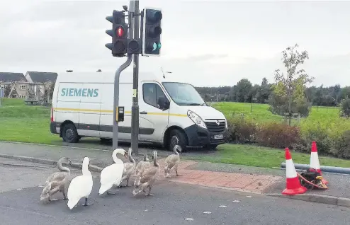  ??  ?? > A family of swans stopped the traffic as they tried to cross a busy dual carriagewa­y yesterday. The Scottish SPCA was alerted after the birds were spotted on the A7066 in Bathgate, West Lothian. A concerned member of the public informed rescuers...