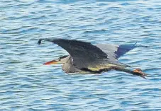  ?? ?? Keith Humphrey captured this heron in flight over the North Bay area.