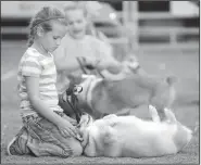  ?? NWA Democrat-Gazette/ANDY SHUPE ?? Cowgirl, a dog owned by Kenleigh Shreve, 7, of Farmington, takes a break Saturday from the rigors of dog show competitio­n to have her belly rubbed during the Washington County Fair in Fayettevil­le.