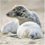  ?? JOE GIDDENS/ASSOCIATED PRESS ?? A gray seal and her pup rest on the beach at Horsey Gap in Norfolk, England, on Jan. 10.