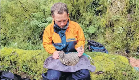  ?? PHOTO: TIM RAEMAEKERS ?? Hope for endangered kiwi ...The Department of Conservati­on’s Troy Watson holds the first chick to reach stoatsafe weight in the southern Fiordland tokoeka kiwi chick survivabil­ity project at Shy Lake.