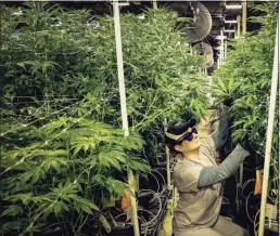  ?? Associated Press ?? A worker trims marijuana plants at a medical marijuana dispensary in New Jersey.