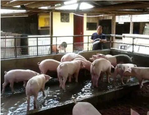  ??  ?? ODORLESS PIGPEN. Balibago Barangay Captain Tony Mamac tends to the organic pig stocks. -