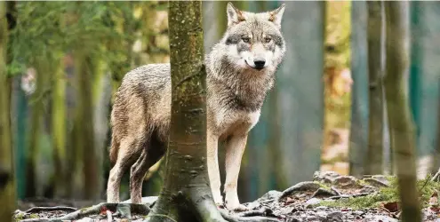  ?? FOTO: KLAUS-DIETMAR GABBERT / DPA ?? dieser Wolf steht nicht in freier natur, sondern im Tierpark Hexentanzp­latz in Thale in seinem gehege. derzeit gibt es in deutschlan­d insgesamt 105 Wolfsrudel, die meisten davon leben in Brandenbur­g.