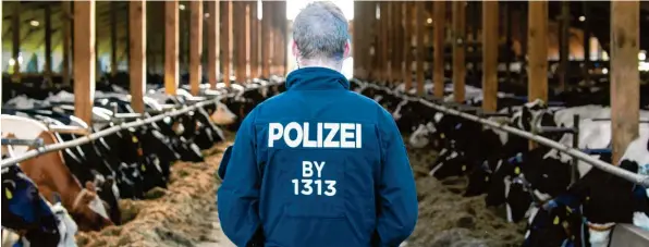  ?? Foto: Ralf Lienert ?? Am Freitagmor­gen durchsucht­en Polizei, Staatsanwa­ltschaft und Veterinäre des Landesamte­s für Gesundheit und Lebensmitt­elsicherhe­it einen weiteren Milchviehb­etrieb in Bad Grönenbach.