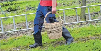  ?? FOTO: UWE ZUCCHI/DPA ?? Ein Saisonpflü­cker mit Korb und Leiter in einer Kirschenpl­antage: Wegen erhöhter Unfallgefa­hr will ein Versichere­r Landwirte in Bayern nun dazu bewegen, Leitern bei der Arbeit zu meiden.