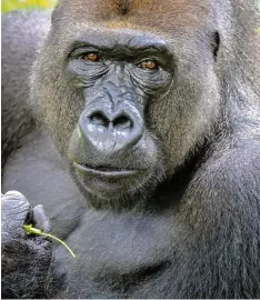 ?? Foto: Fabian von Poser ?? Den Gorillas ganz nah können Urlauber in Kamerun kommen. Das Land ist touristisc­h noch weitgehend unentdeckt.