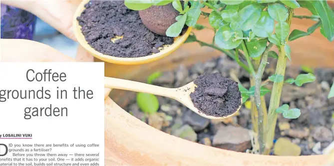  ?? Picture: THEQUEENBE­AN.BLOG ?? Coffee grounds are a nitrogen source, which means even though they are brown, they are considered a green composting material, like plant debris and grass clippings.