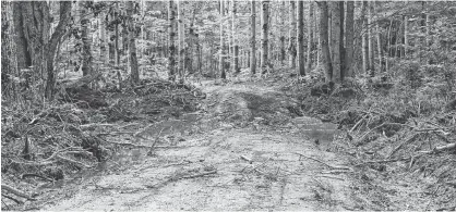  ?? MILLICENT MCKAY/JOURNAL PIONEER ?? A wide trail system has been establishe­d on land near the Nebraska Creek.