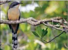  ?? The Associated Press ?? The slender, long-tailed mangrove cuckoo is among species likely to be spotted by participan­ts of the bird watch.