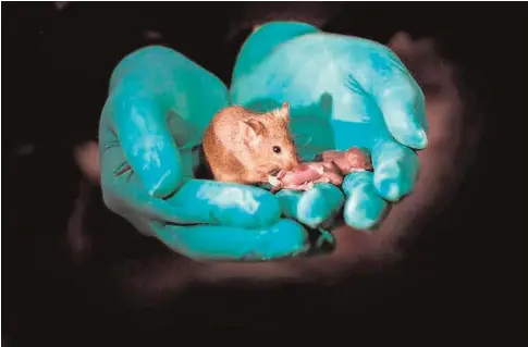  ?? ABC ?? Este ratón adulto tiene dos madres y fue capaz de reproducir­se y tener sus propias crías