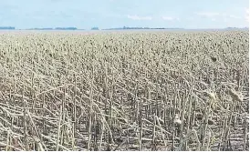  ?? Gentileza ?? Se perdió el girasol en la zona de 25 de Mayo/Bolívar