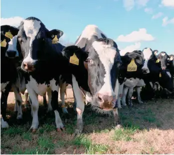  ?? CORTESÍA ?? Vacas en granjas locales producen la leche que se consume en Florida.