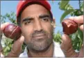  ?? File photo ?? Kelowna cherry grower Sukhpaul Bal, president of the BC Cherry Associatio­n, hopes rain doesn’t cause splitting of cherries as it did in 2016, when this photo was taken.