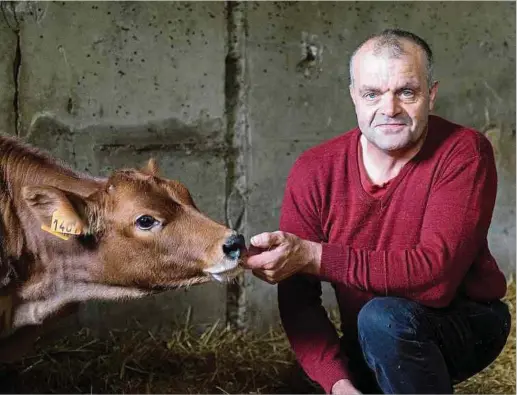  ?? Foto: Gilles Kayser ?? Landwirt Carlo Michels kümmert sich auf seinem Hof unter anderem um rund 50 Milchkühe und ebenso viele Nachzuchte­n. Hinzugekom­men sind in den vergangene­n Wochen auch zwei Kälbchen, die noch recht handzahm sind.