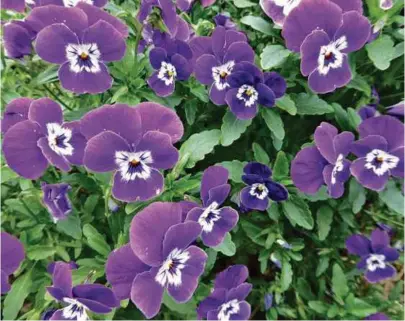  ??  ?? Purple pansy flowers with “faces”.