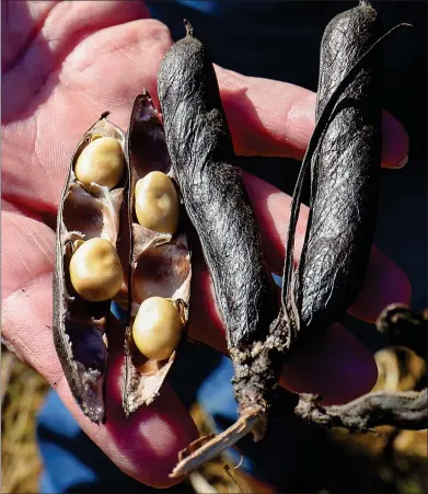  ?? ?? A handful of the husks, split open to show the beans inside.