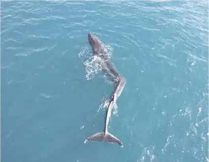  ?? Photo: Oceanogràf­ic ?? The whale may return