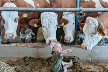  ?? ?? Matteo, der Kuhflüster­er. Der Enkel von Marianne Bschorer scheint den hofeigenen Rindern die Welt zu erklären – und die hören staunend zu.