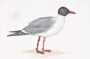  ??  ?? Mark Dion, Sketch of Seagull, watercolor on paper. Courtesy the artist.