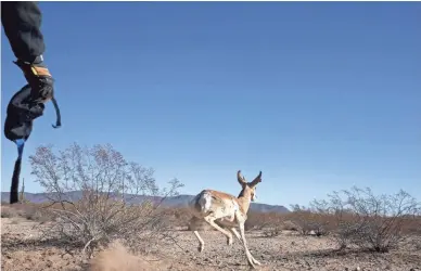  ?? MARK HENLE/THE REPUBLIC ?? A pronghorn is released into the captive breeding area at Cabeza Prieta National Wildlife Refuge.